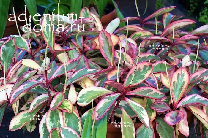 Растение Peperomia CLUSIIFOLIA variegata Пеперомия клузиелистная вариегатная 3