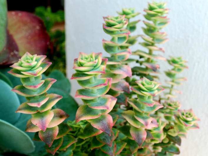 Растение Crassula PERFORATA variegata Толстянка продырявленная 3