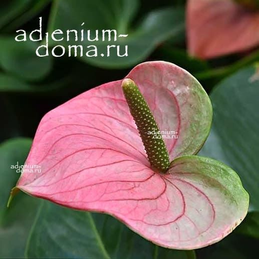 Растение Anthurium ANDREANUM Антуриум 2