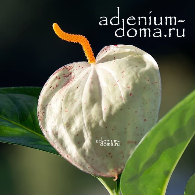 Растение Anthurium SCHERZERIANUM Антуриум Шерцера кремовый Шерцерианум 2