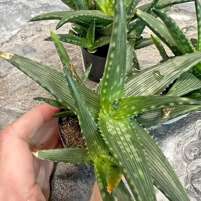 Растение Aloe MIX IV Алоэ Микс IV 2