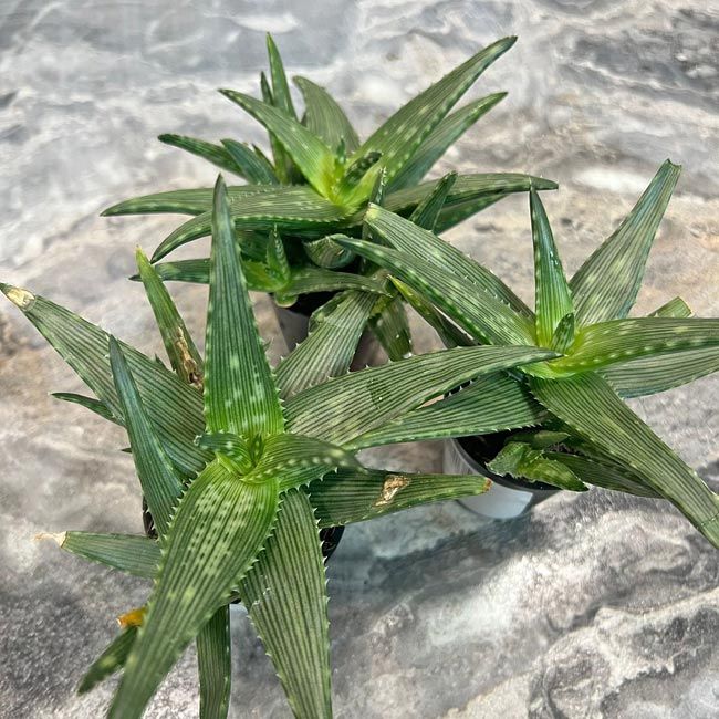 Растение Aloe MIX IV Алоэ Микс IV 3