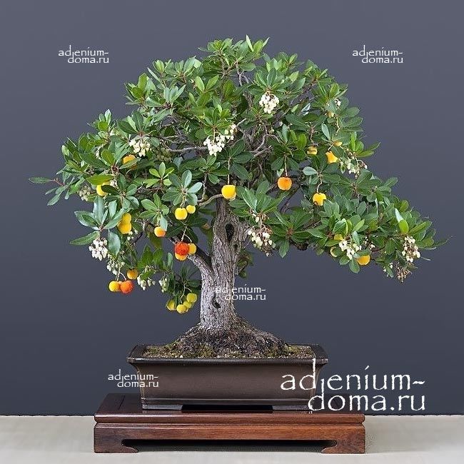 Arbutus UNEDO Земляничник крупноплодный Земляничное дерево 1