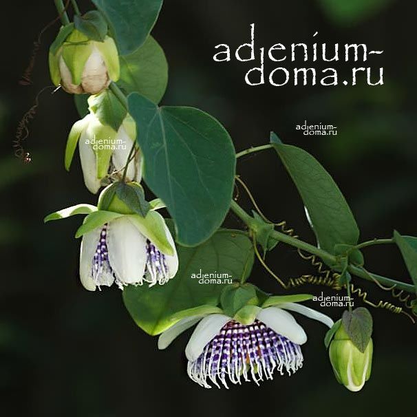 Passiflora ACTINIA Пассифлора лучистая 1