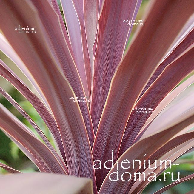 Cordyline AUSTRALIS PURPUREA Кордилина южная пурпурная австралийская Пурпурея 1