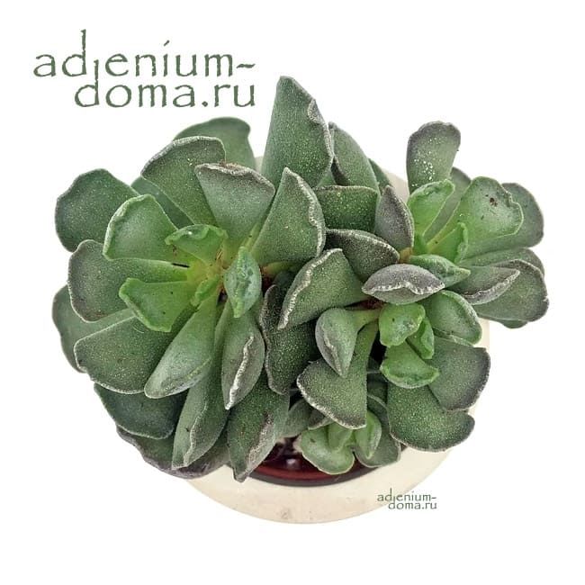 Растение Adromischus CRISTATUS Адромискус гребенчатый 3