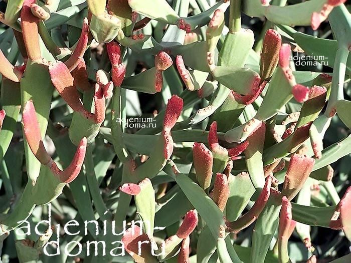 Euphorbia ENTEROPHORA Молочай энтерофора Эуфорбия 3