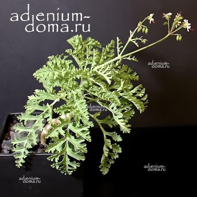 Pelargonium LAXUM Пеларгония распростертая 1