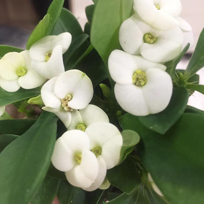 Растение Euphorbia MILII Молочай Миля белоцветковый 2