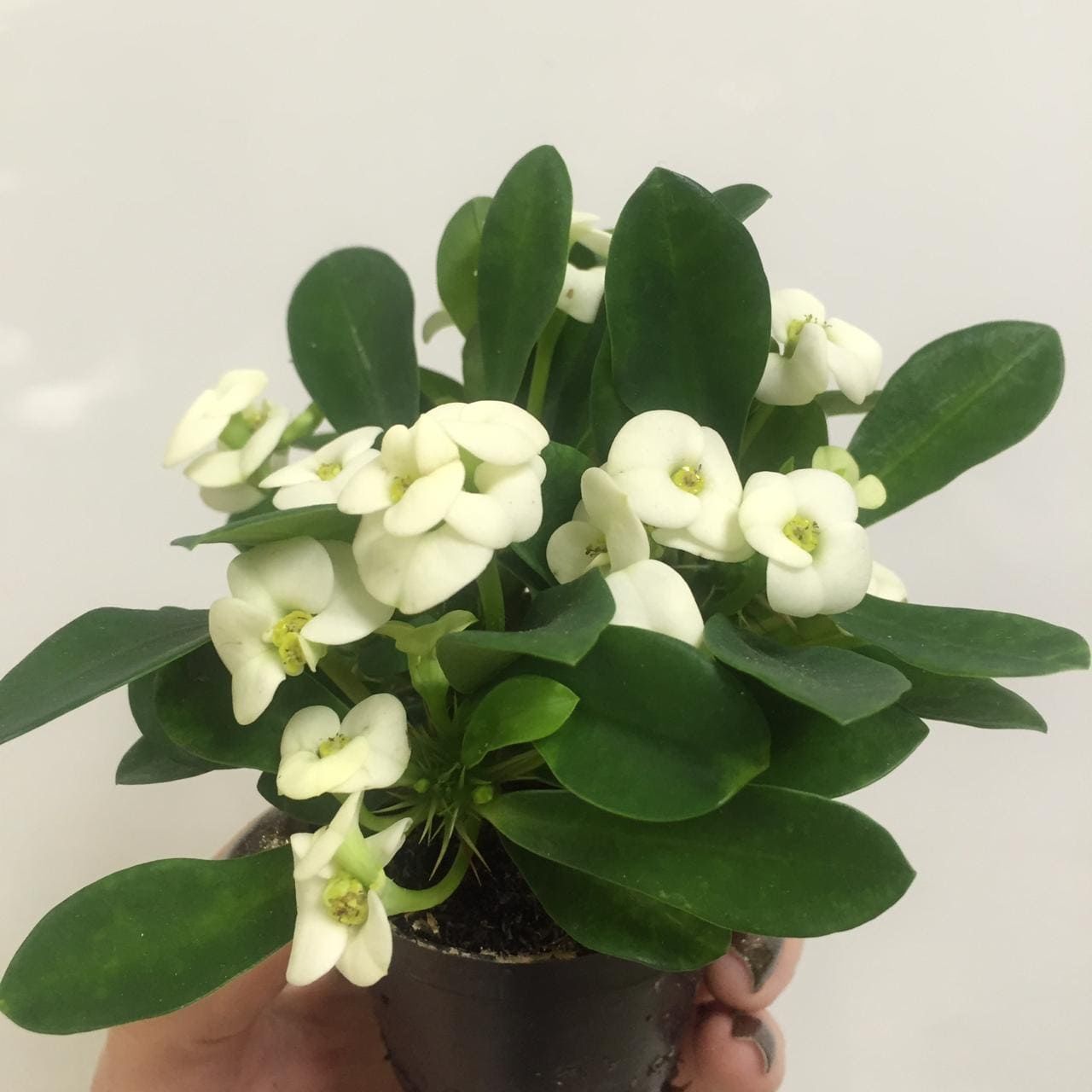 Растение Euphorbia MILII Молочай Миля белоцветковый 3