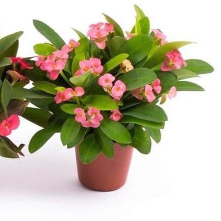 Растение Euphorbia MILII Молочай Миля розовоцветковый 2