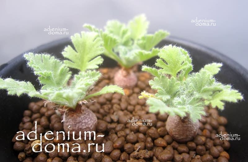 Pelargonium APPENDICULATUM Пеларгония добавочная 3