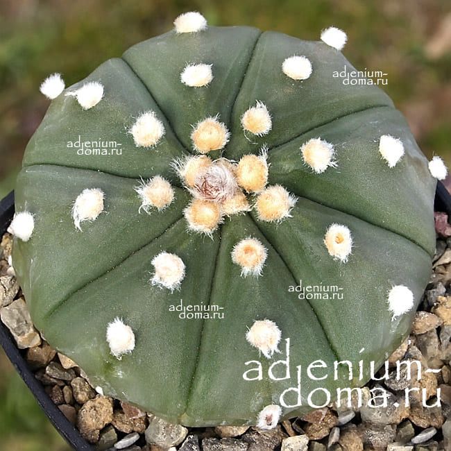 Astrophytum ASTERIAS KULTUR NUDUM Астрофитум звездчатый 2