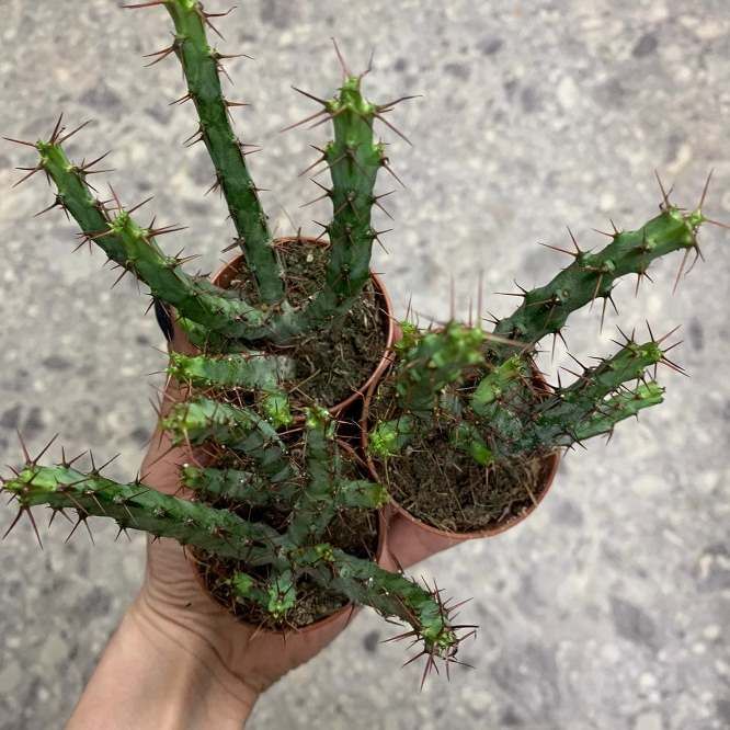 Растение Euphorbia AERUGINOSA Молочай аэругиноса Эуфорбия 3