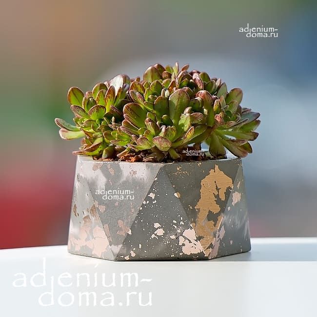 Растение Aeonium SEDIFOLIUM Эониум очитколистный седифолиум седумолистный 1