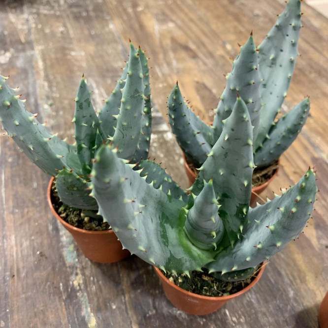 Растение Aloe REITZII BLUE LEAF Алоэ Рейтса синелистное 2