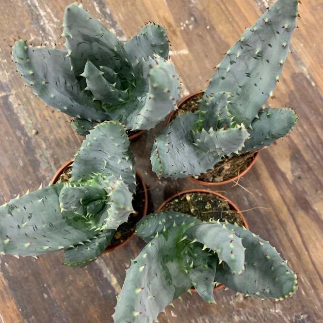 Растение Aloe REITZII BLUE LEAF Алоэ Рейтса синелистное 3