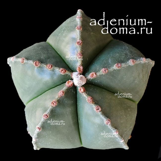 Растение Astrophytum MYRIOSTIGMA NUDUM Астрофитум многорыльцевый оголенный крапчатый 2