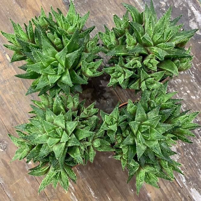 Растение Haworthia RETICULATA Хавортия сетчатая 2