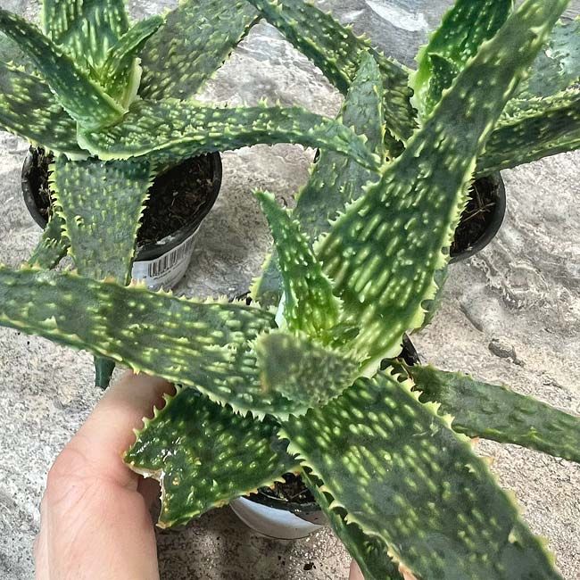 Растение Aloe PINK BLUSH Алоэ 2