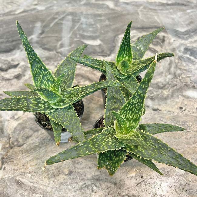 Растение Aloe PINK BLUSH Алоэ 3