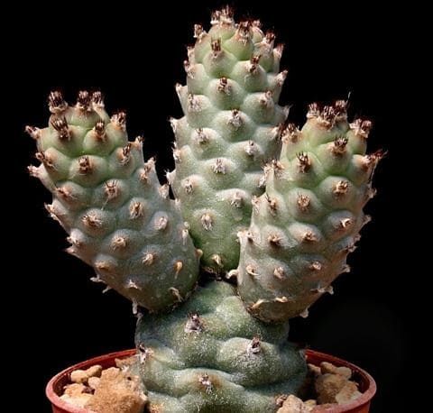 Растение Tephrocactus STROBILIFORMIS Тефрокактус стробилиформис Тефрокактус шишковидный 3
