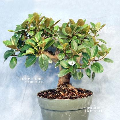 Ficus RUBIGINOSA Фикус ржаволистный Рубигиноза 2
