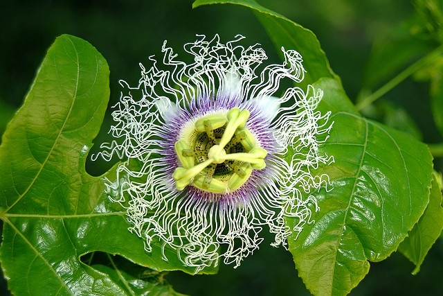 Passiflora EDULIS Пассифлора съедобная 1