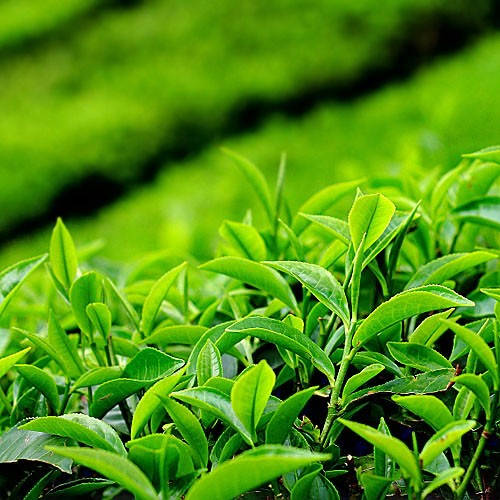 Camellia SINENSIS Камелия чайная Tea Plant Китайская Камелия Чайный куст Чайное дерево 1