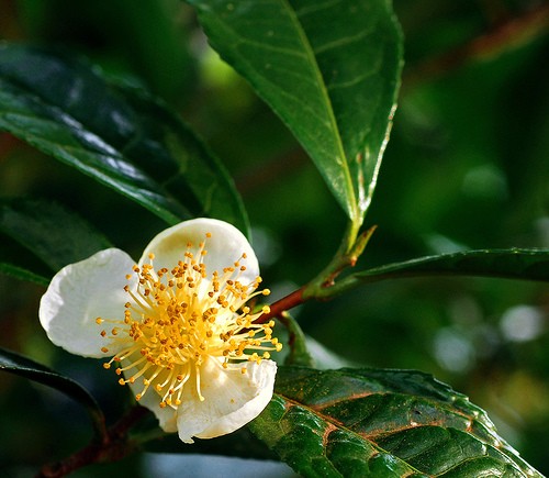 Camellia SINENSIS Камелия чайная Tea Plant Китайская Камелия Чайный куст Чайное дерево 2