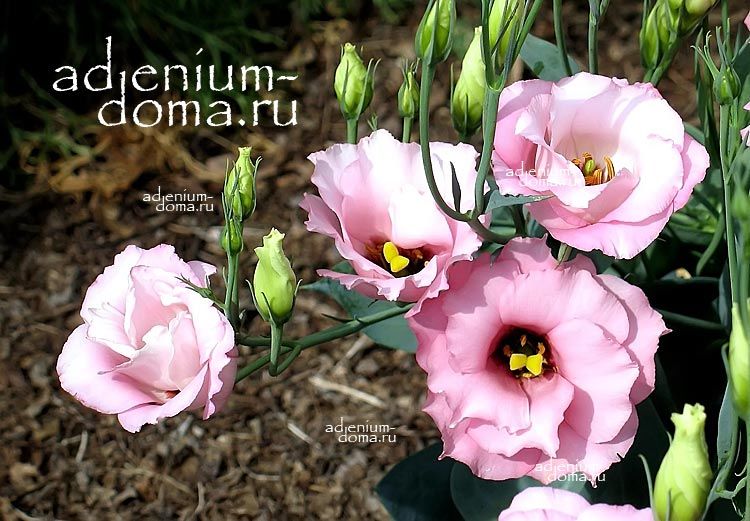 Eustoma GRANDIFLORUM DWARF LADY MARGARET Эустома крупноцветковая карликовая Лизиантус Рассела Ирландская роза 2