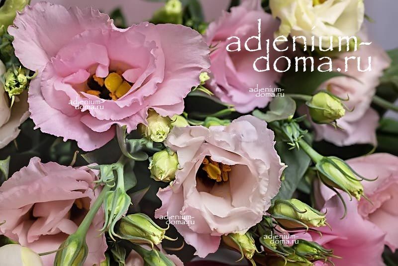 Eustoma GRANDIFLORUM DWARF LADY MARGARET Эустома крупноцветковая карликовая Лизиантус Рассела Ирландская роза 3
