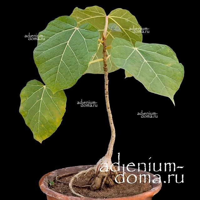 Ficus ABUTILIFOLIA Фикус абутилонолистный Абутилифолия 1