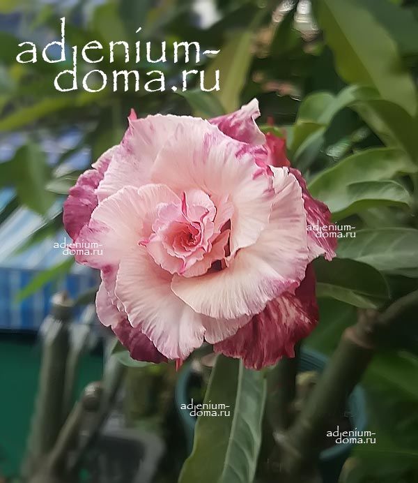 Adenium Obesum Triple SIMONE