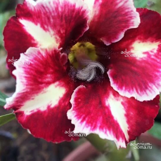 Adenium Obesum Desert Rose LUONG NGHI MUTATION