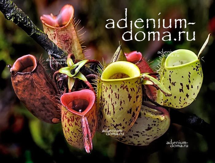 Nepenthes AMPULLARIA Непентес Ампулярия Кувшиночник Мухоловка Кувшинчик-убийца 3