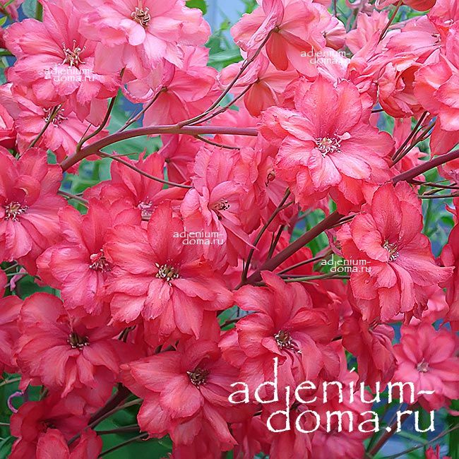 Delphinium RED CAROLINE Дельфиниум Красная Каролина Живокость 2