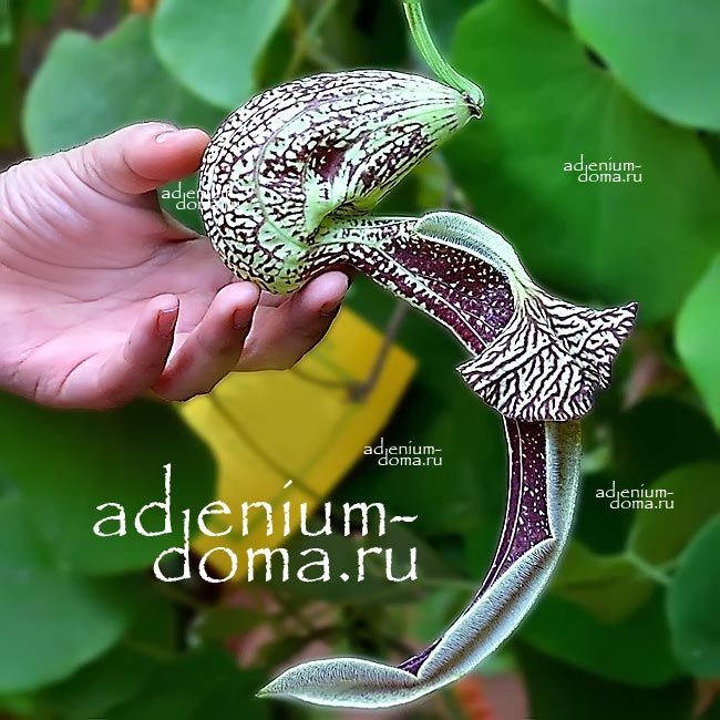 Aristolochia LITTORALIS Аристолохия Литоралис ситцевый цветок элегантная трубка голландца Кирказон 3