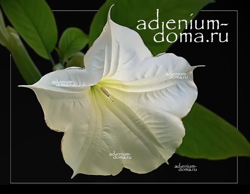 Brugmansia ARBOREA Бругмансия белоцветковая 6