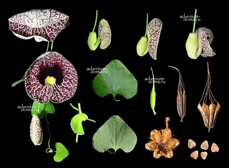 Aristolochia ELEGANS Аристолохия элегантная ситцевый цветок элегантная трубка голландца Кирказон 3