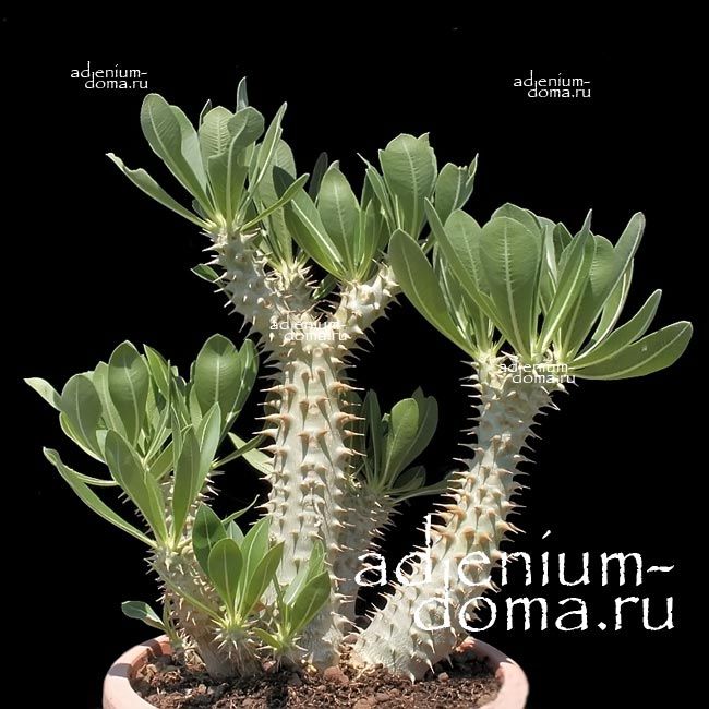 Pachypodium DENSIFLORUM ALBIFLORUM Пахиподиум густоцветковый белый 1