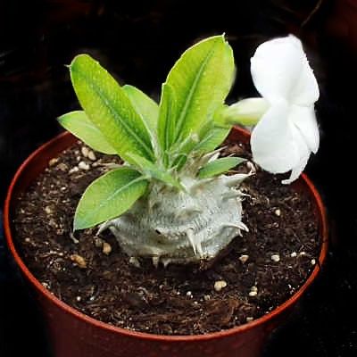 Pachypodium DENSIFLORUM ALBIFLORUM Пахиподиум густоцветковый белый 2