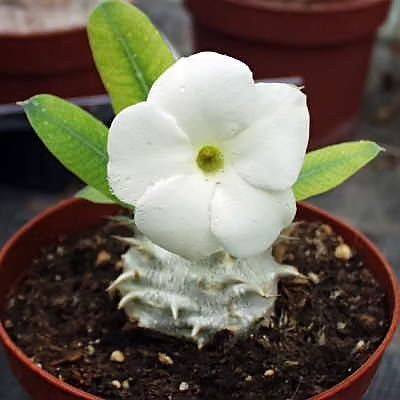 Pachypodium DENSIFLORUM ALBIFLORUM Пахиподиум густоцветковый белый 3