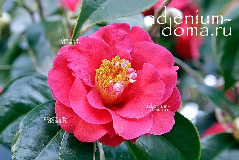 Camellia JAPONICA Камелия японская 2