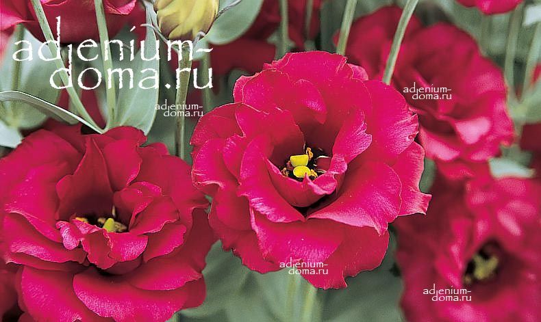 Eustoma GRANDIFLORUM ARENA RED Эустома крупноцветковая Арена Красная Лизиантус Рассела Ирландская роза 2
