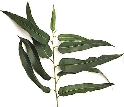 Eucalyptus CITRIODORA Эвкалипт лимонный 1