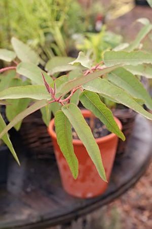 Eucalyptus CITRIODORA Эвкалипт лимонный 2