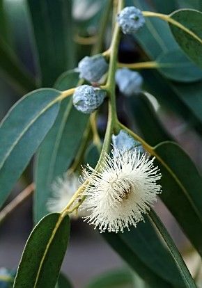 Eucalyptus CITRIODORA Эвкалипт лимонный 3