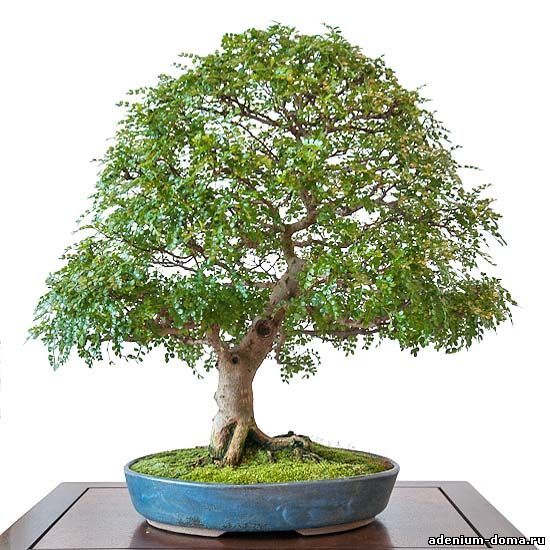 Zanthoxylum PIPERITUM Зантоксилум пиперитум Сычуаньский Перец японский Перечное дерево 2