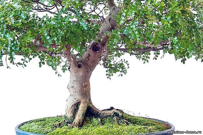 Zanthoxylum PIPERITUM Зантоксилум пиперитум Сычуаньский Перец японский Перечное дерево 4